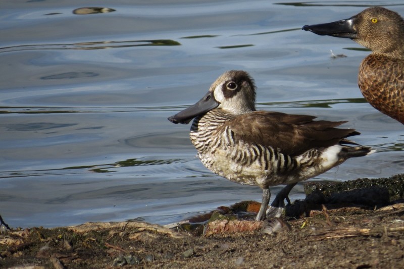 pink-eared duck 5 (800x533)