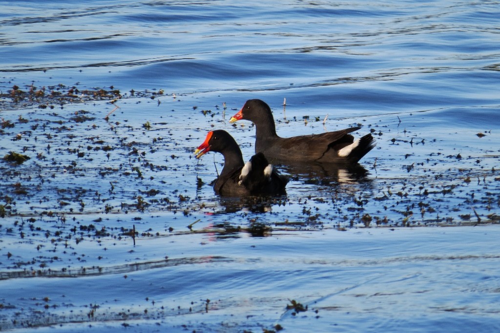 dusky moorhen a 10