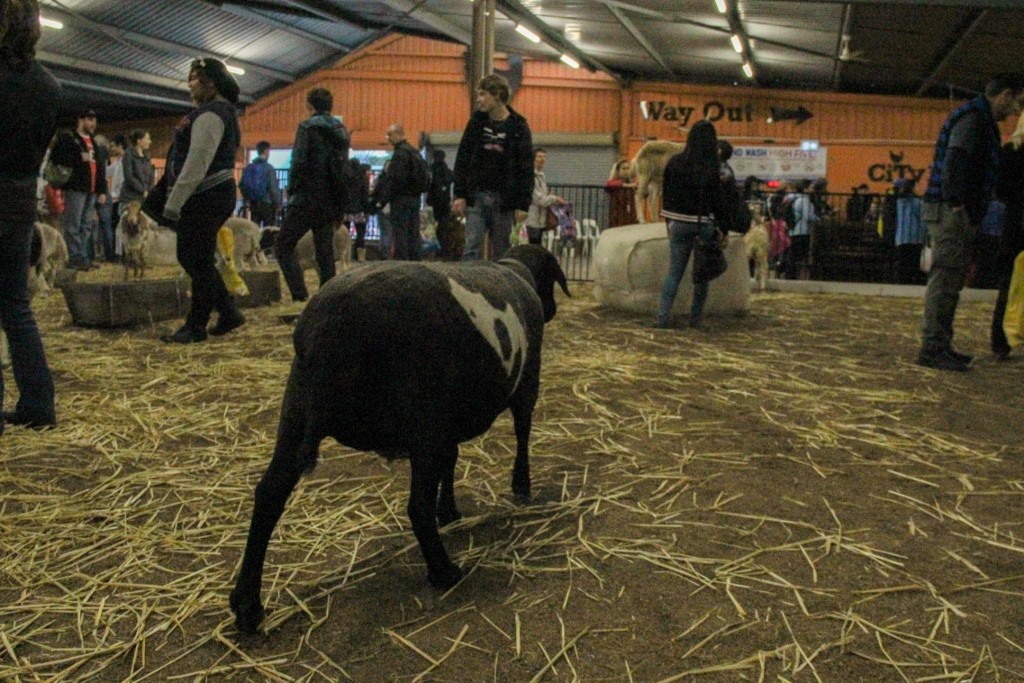 sheep perth royal show a 16 (1024x683)