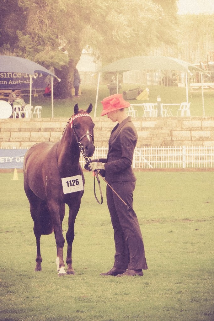horses perth royal show b1 (682x1024)