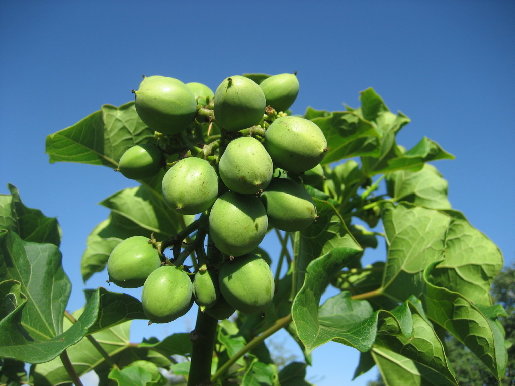 Purgueira A planta maravilha Arca de Darwin