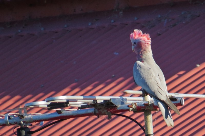 galah a 12 (800x532)