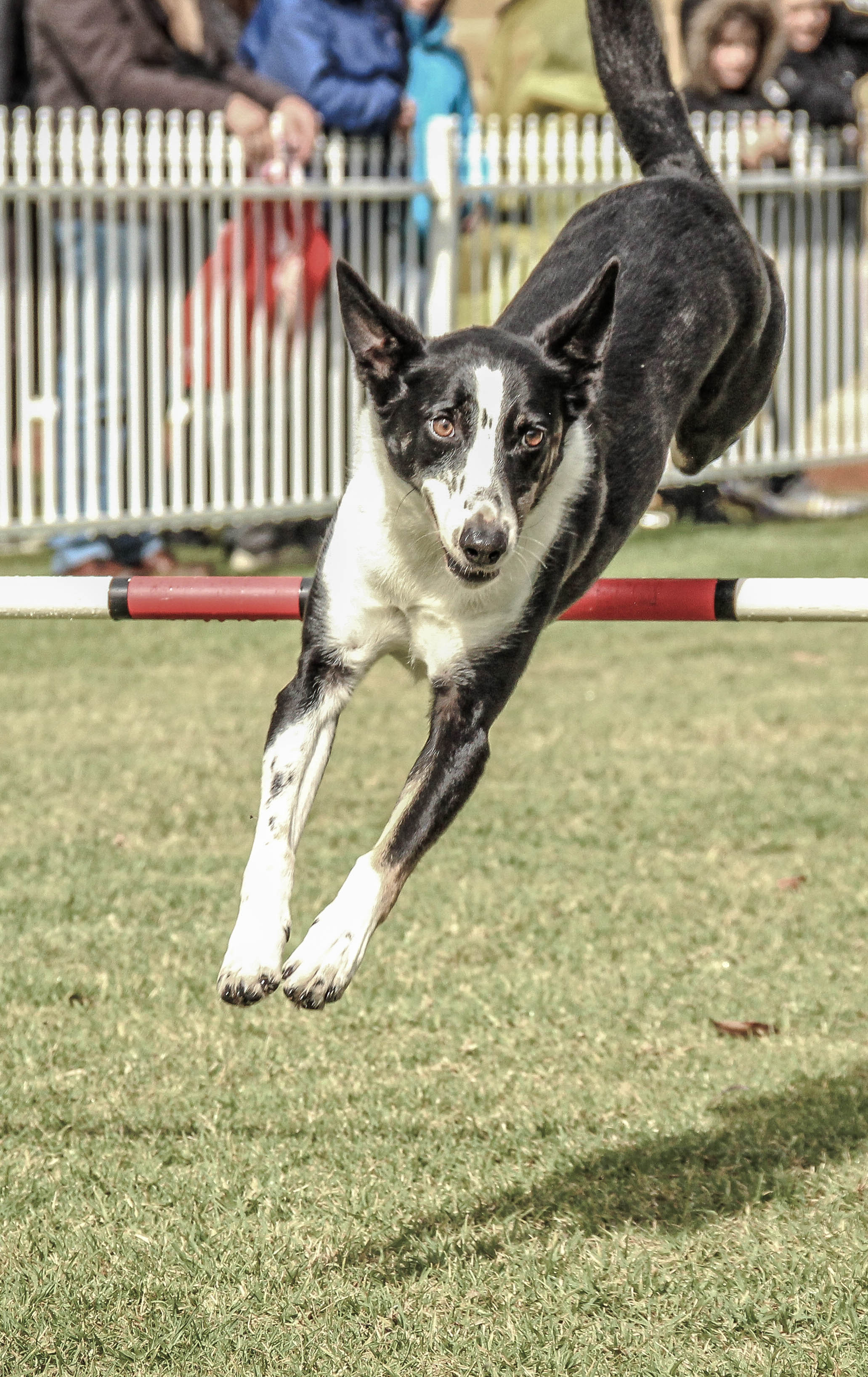 dogs perth royal show 6