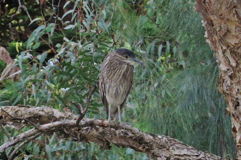night heron 2