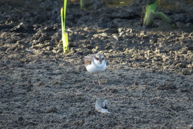 black-fronted dotterel 3 (800x533)