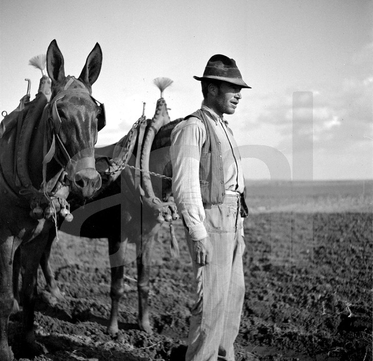 Lavrador com juncta de mulas, Alem Tejo, 19... Arthur Pastor, in Archivo Photographico da C.M.L.